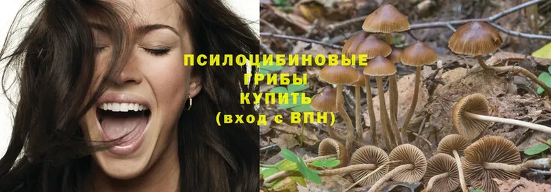 закладки  Рыльск  Псилоцибиновые грибы Magic Shrooms 